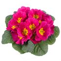 Bild von Primula P10.5 Kleurtonend Pink